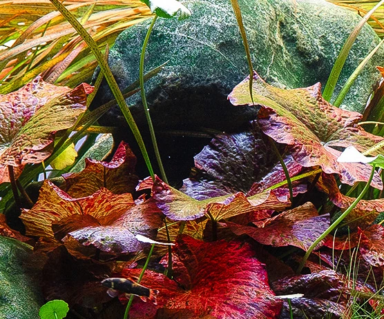 Silent Lagoon – detail 1