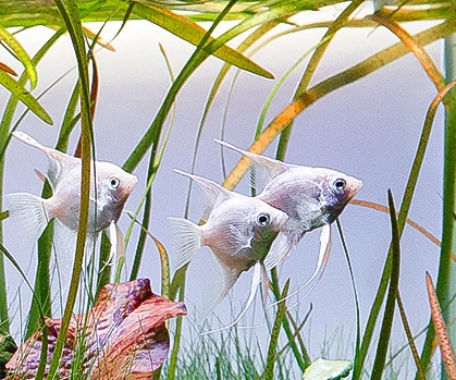 Silent Lagoon – detail 2