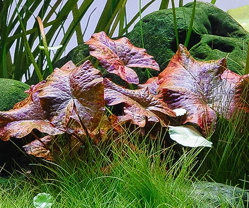 Silent Lagoon – detail 3
