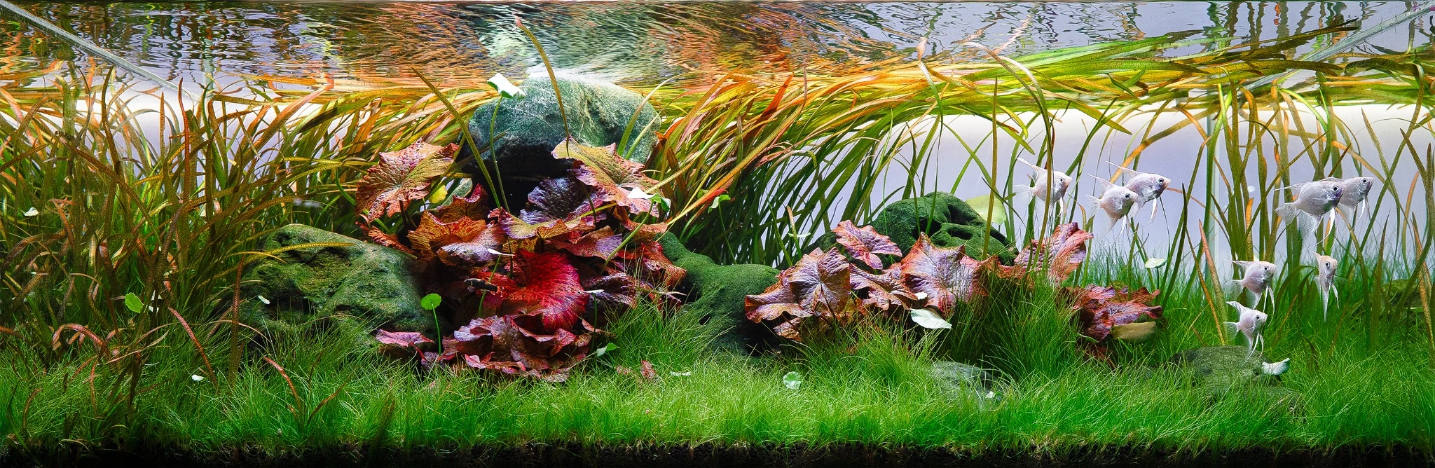 Silent Lagoon